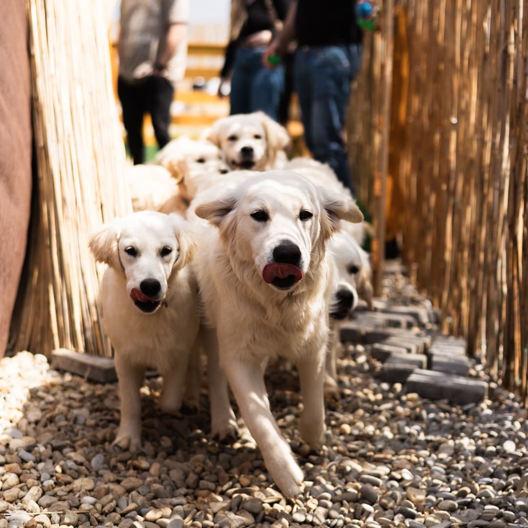 Joaca si relaxare in compania catelusilor Golden Retrieveri - 2