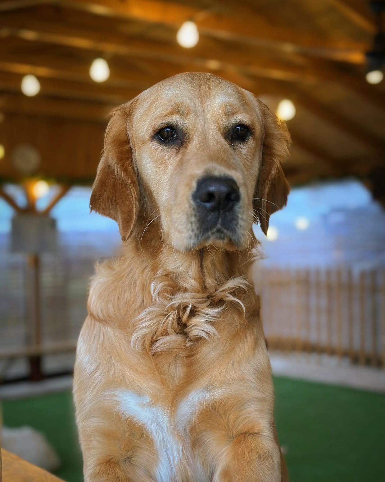 Joaca si relaxare in compania catelusilor Golden Retrieveri - 4